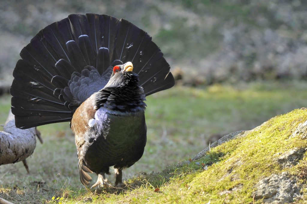 grand tetra journées de la biodiversité des pyrénées