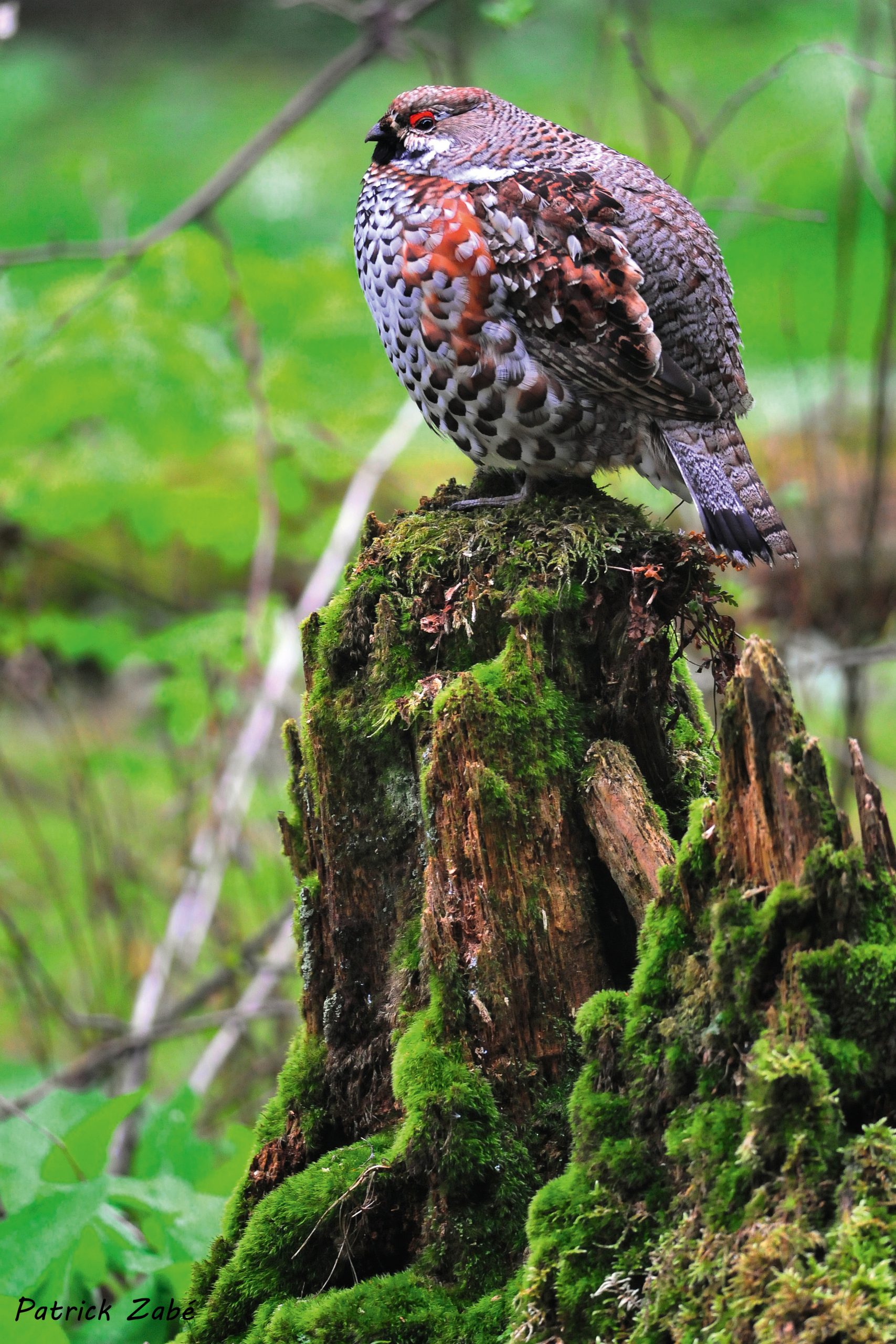 Gélinotte des bois biodiversité Pyrénées Catalhunt Patrick Zabé