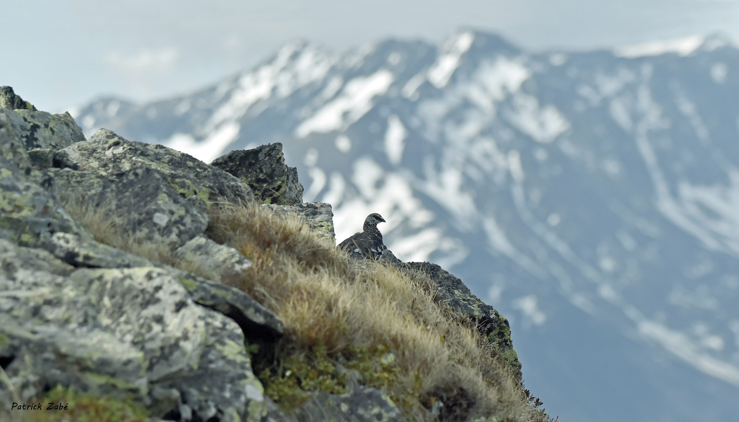 Lagopède des Pyrénées Biennale Journées de la biodiversité des Pyrénées à Saillagouse 66